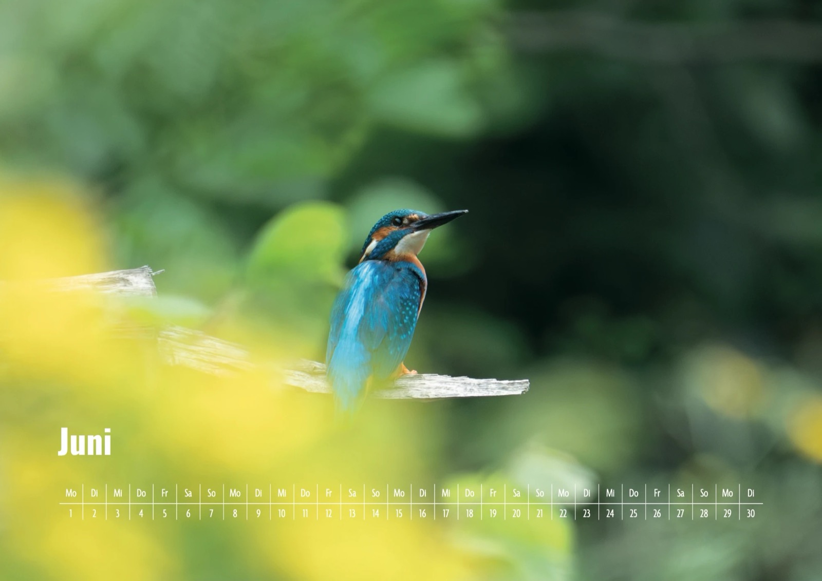 Kalenderblatt Juni 2026: ein Eisvogel sitzt auf einem Ast