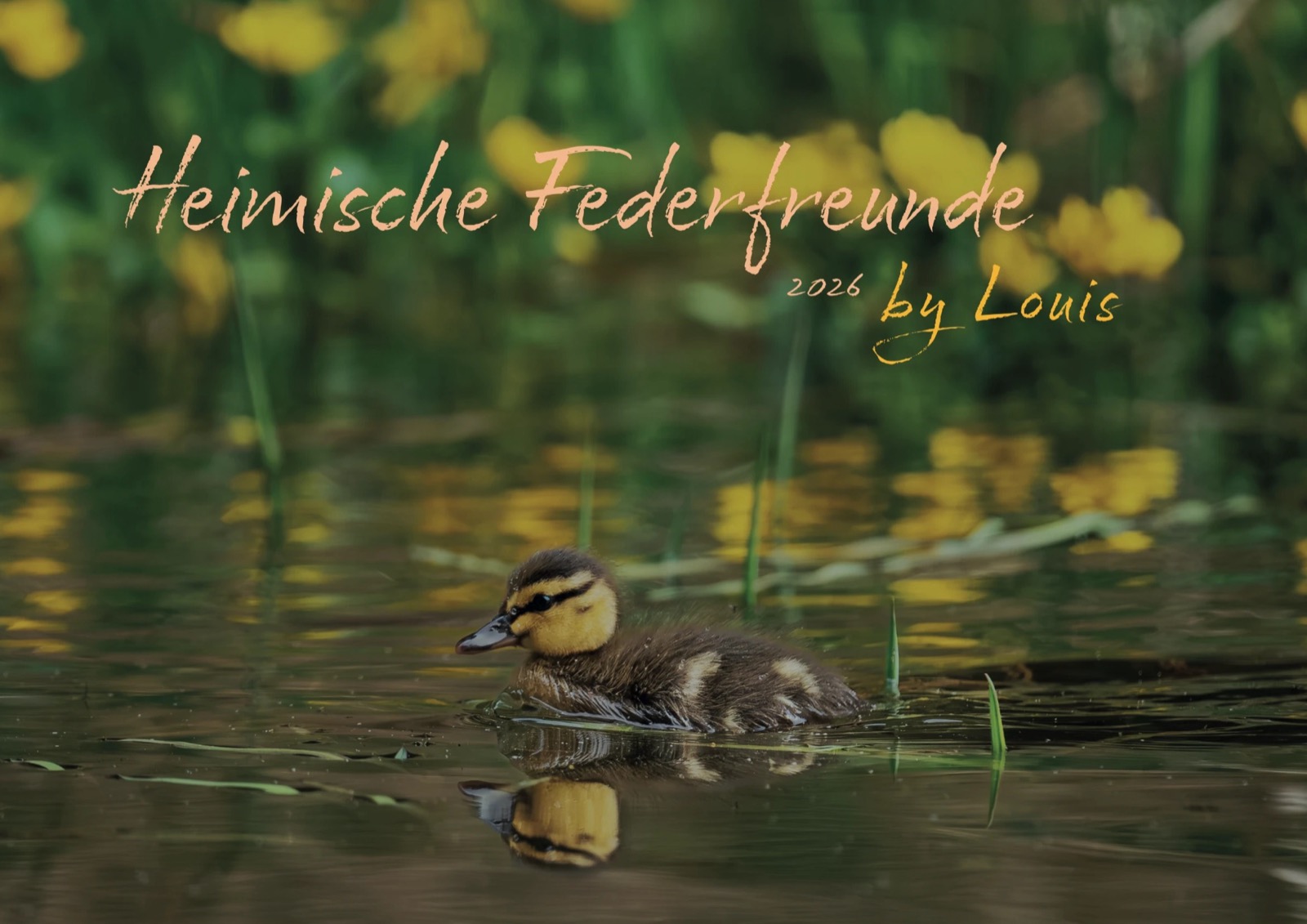 Titelblatt Heimische Federfreunde 2026 by Louis: ein Entenküken schwimmt vor gelben Blüten
